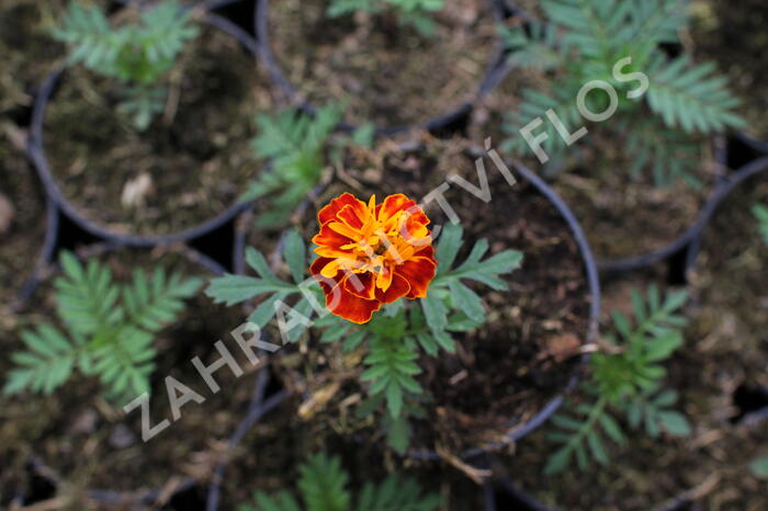 Aksamitník rozkladitý, afrikán 'Texana Harmony' - Tagetes patula 'Texana Harmony'