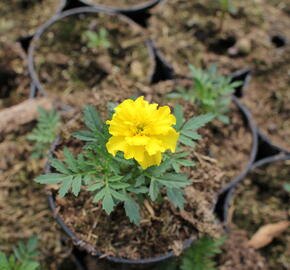 Aksamitník rozkladitý, afrikán 'Texana Yellow' - Tagetes patula 'Texana Yellow'