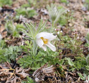 Koniklec obecný 'Bells White' - Pulsatilla vulgaris 'Bells White'