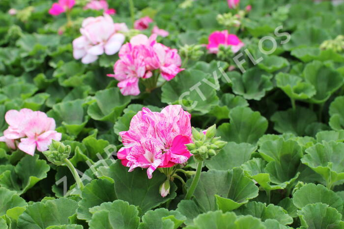 Muškát, pelargonie páskatá 'Batik Blue' - Pelargonium zonale 'Batik Blue'