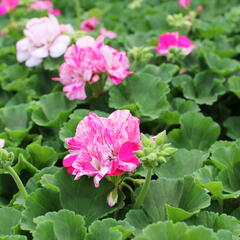 Muškát, pelargonie páskatá 'Batik Blue' - Pelargonium zonale 'Batik Blue'