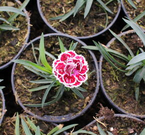 Hvozdík karafiát 'DiaDeur® Sissy' - Dianthus caryophyllus 'DiaDeur® Sissy'