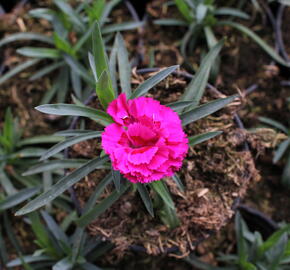 Hvozdík karafiát 'DiaDeur® Marie' - Dianthus caryophyllus 'DiaDeur® Marie'