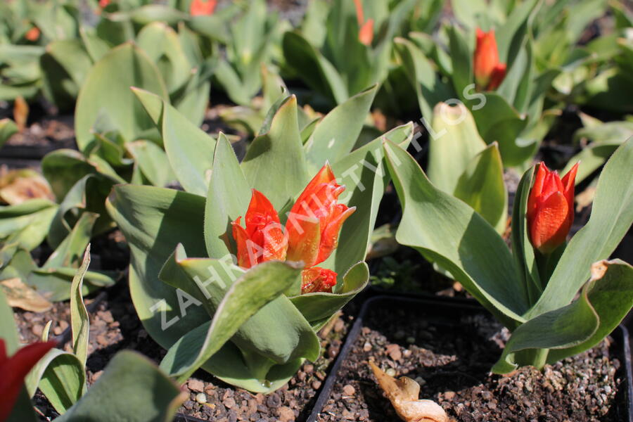 Tulipán botanický 'Fusilier' - Tulipa praestans 'Fusilier'