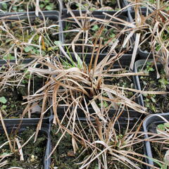 Suchopýr širokolistý - Eriophorum latifolium