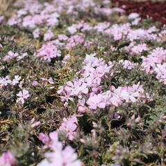 Plamenka šídlovitá 'Spring Soft Pink' - Phlox subulata 'Spring Soft Pink'