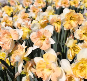 Narcis 'Apple Pie' - Narcissus 'Apple Pie'