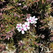 Plamenka šídlovitá 'Coral Eye' - Phlox subulata 'Coral Eye'