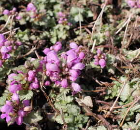 Hluchavka skvrnitá 'Orchid Frost' - Lamium maculatum 'Orchid Frost'