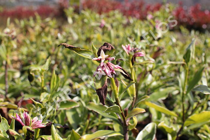 Lýkovec 'Aureomarginata' - Daphne odora 'Aureomarginata'