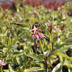 Lýkovec 'Aureomarginata' - Daphne odora 'Aureomarginata'