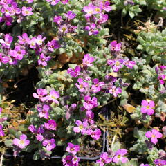 Tařička kosníkovitá 'Rosenteppich' - Aubrieta deltoides 'Rosenteppich'