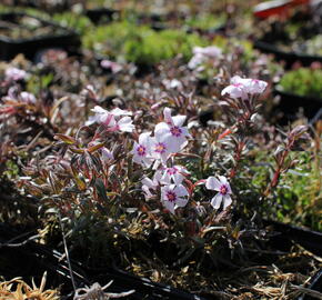 Plamenka šídlovitá 'Spring Pink Dark Eye' - Phlox subulata 'Spring Pink Dark Eye'