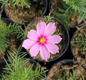 Krásenka zpeřená 'Cosmini Pink' - Cosmos bipinnatus 'Cosmini Pink'