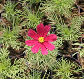 Krásenka zpeřená 'Cosmini Red' - Cosmos bipinnatus 'Cosmini Red'