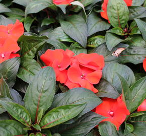 Netýkavka 'Magnum Fire' - Impatiens Neu-Guinea 'Magnum Fire'