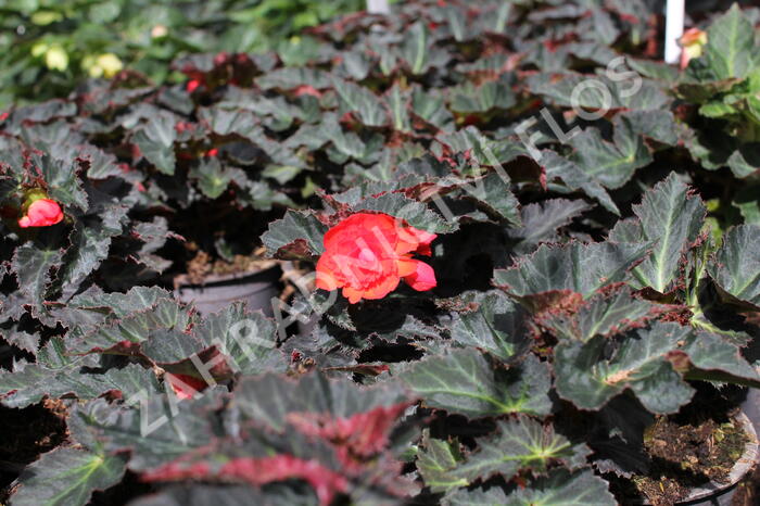 Begónie 'I'conia Portofino Coral' - Begonia 'I'conia Portofino Coral'