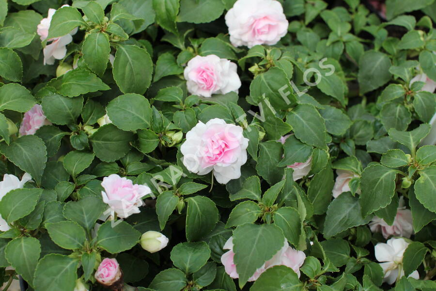 Netýkavka turecká 'Musica Princess Pink' - Impatiens walleriana 'Musica Princess Pink'