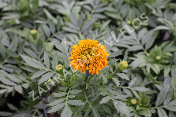 Aksamitník vzpřímený, afrikán 'Antigua Orange' - Tagetes erecta 'Antigua Orange'