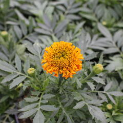 Aksamitník vzpřímený, afrikán 'Antigua Orange' - Tagetes erecta 'Antigua Orange'