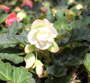 Begónie 'I'conia Miss Montreal' - Begonia 'I'conia Miss Montreal'