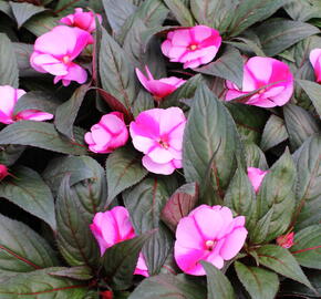 Netýkavka 'Magnum Lavender Splash' - Impatiens Neu-Guinea 'Magnum Lavender Splash'