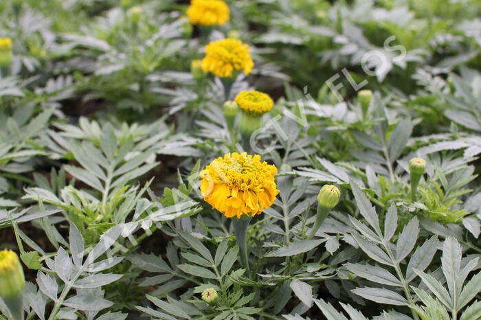 Aksamitník vzpřímený, afrikán 'Antigua Gold' - Tagetes erecta 'Antigua Gold'