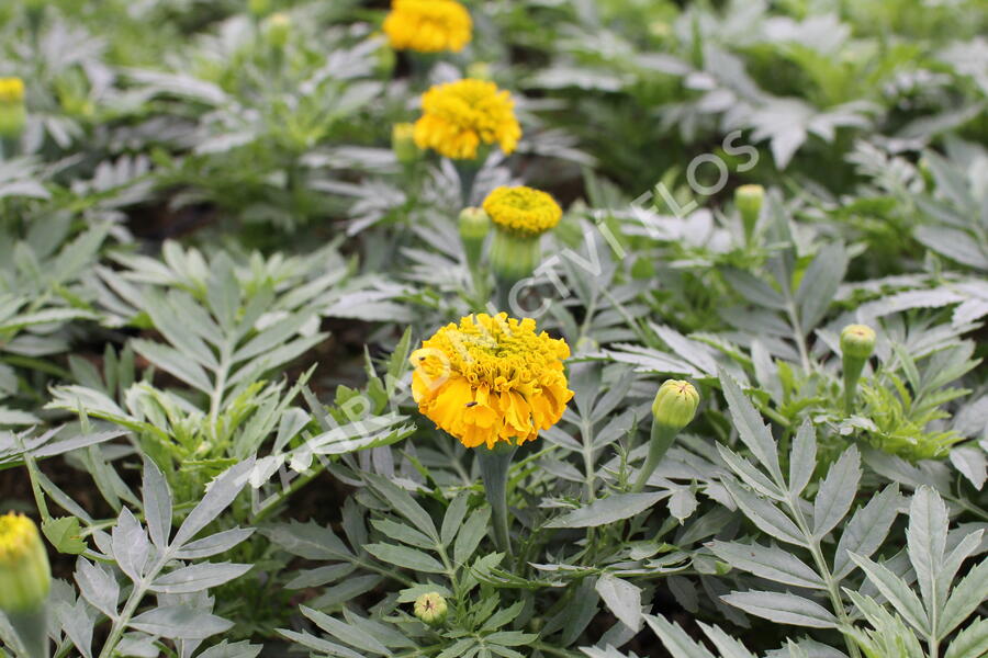 Aksamitník vzpřímený, afrikán 'Antigua Gold' - Tagetes erecta 'Antigua Gold'