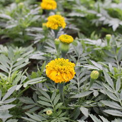 Aksamitník vzpřímený, afrikán 'Antigua Gold' - Tagetes erecta 'Antigua Gold'