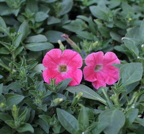 Petúnie 'Capella Coral' - Petunia × atkinsoniana 'Capella Coral'