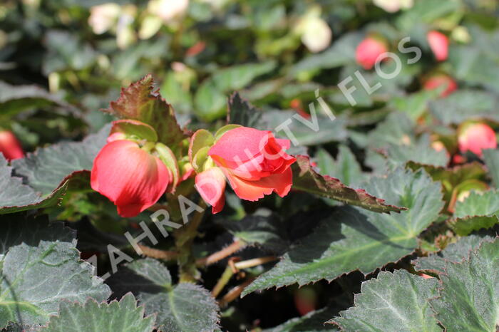 Begónie 'I'conia Miss Miami' - Begonia 'I'conia Miss Miami'