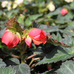 Begónie 'I'conia Miss Miami' - Begonia 'I'conia Miss Miami'