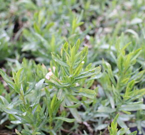 Pelyněk estragon 'Pfefferkorn' - Artemisia dracunculus 'Pfefferkorn'