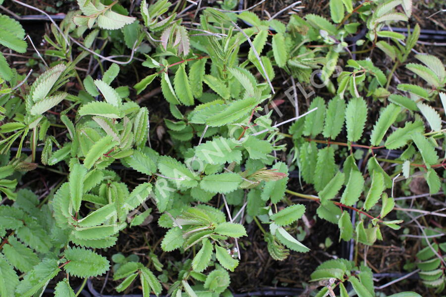 Krvavec toten 'Crimson Queen' - Sanguisorba officinalis 'Crimson Queen'