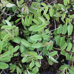 Krvavec toten 'Crimson Queen' - Sanguisorba officinalis 'Crimson Queen'