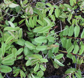 Krvavec toten 'Crimson Queen' - Sanguisorba officinalis 'Crimson Queen'