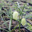 Řebčík kostkovaný 'Alba' - Fritillaria meleagris 'Alba'