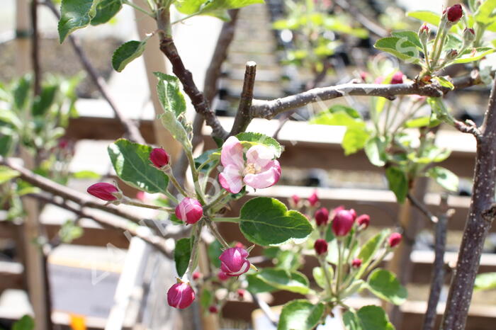 Jabloň zimní 'Paulina' - Malus domestica 'Paulina'