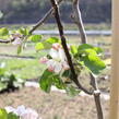 Jabloň letní 'Minerva' - Malus domestica 'Minerva'