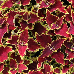 Pokojová kopřiva 'Crown Jewel' - Coleus blumei 'Crown Jewel'