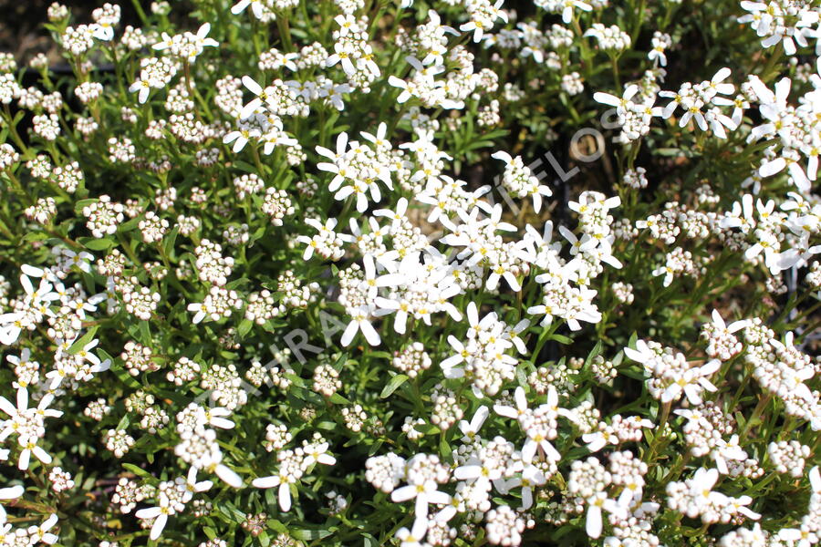 Iberka 'Spruzzo' - Iberis sempervirens 'Spruzzo'