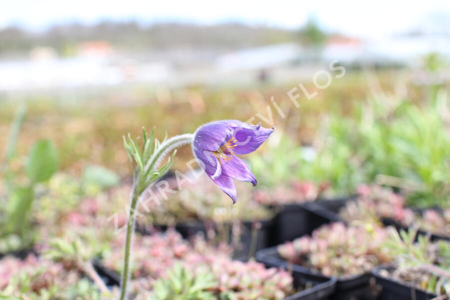 Koniklec obecný 'Blaue Glocke' - Pulsatilla vulgaris 'Blaue Glocke'