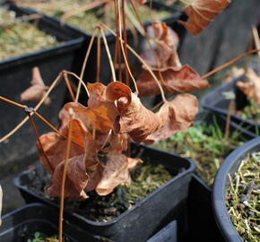 Škornice 'Ellen Willmott' - Epimedium x warleyense 'Ellen Willmott'