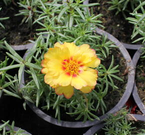 Šrucha 'Macarena Trio' - Portulaca grandiflora 'Macarena Trio'