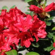 Pěnišník 'Scarlet Wonder' - Rhododendron (R) 'Scarlet Wonder'