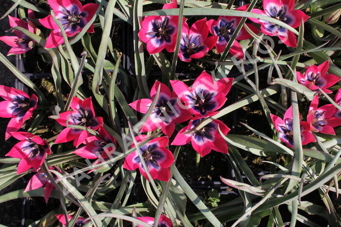 Tulipán nízký 'Little Beauty' - Tulipa humilis 'Little Beauty'