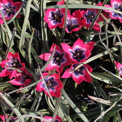 Tulipán nízký 'Little Beauty' - Tulipa humilis 'Little Beauty'