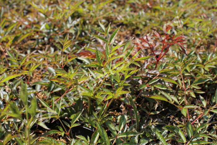 Čechrava Arendsova 'Weiße Gloria' - Astilbe arendsii 'Weiße Gloria'