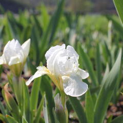 Kosatec nízký 'Cherry Spot' - Iris barbata-nana 'Cherry Spot'