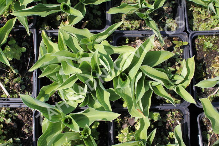 Bohyška 'Blue Cadet' - Hosta 'Blue Cadet'